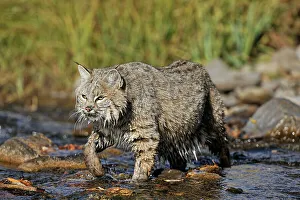 Foothills Prints: Bobcat (Lynx rufus) Captive raised, Bozeman, Montana, USA