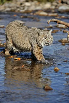 Bobcat (Lynx rufus) Captive raised, Bozeman, Montana, USA