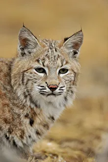 Montana Prints: Bobcat (Lynx rufus) Captive raised, Bozeman, Montana, USA