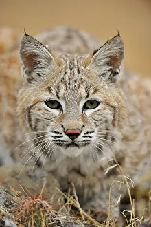 Montana Prints: Bobcat (Lynx rufus) Captive raised, Bozeman, Montana, USA