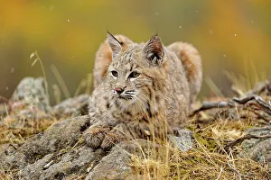 Montana Prints: Bobcat (Lynx rufus) Captive raised, Bozeman, Montana, USA