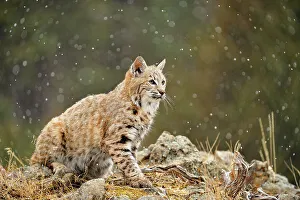 Montana Prints: Bobcat (Lynx rufus) Captive raised, Bozeman, Montana, USA