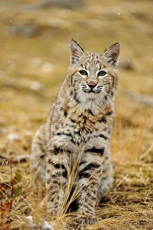 Montana Prints: Bobcat (Lynx rufus) Captive raised, Bozeman, Montana, USA