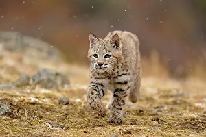 Montana Prints: Bobcat (Lynx rufus) Captive raised, Bozeman, Montana, USA