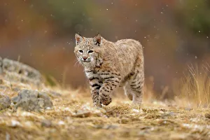Montana Prints: Bobcat (Lynx rufus) Captive raised, Bozeman, Montana, USA