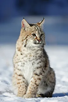 Natural Environment Prints: Bobcat (Lynx rufus) Captive raised, Bozeman, Montana, USA