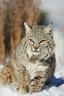 Approaching Prints: Bobcat (Lynx rufus) Captive raised, Bozeman, Montana, USA