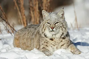 Approaching Prints: Bobcat (Lynx rufus) Captive raised, Bozeman, Montana, USA