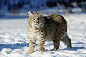 Approaching Prints: Bobcat (Lynx rufus) Captive raised, Bozeman, Montana, USA
