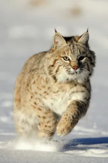 Natural Environment Prints: Bobcat (Lynx rufus) Captive raised, Bozeman, Montana, USA
