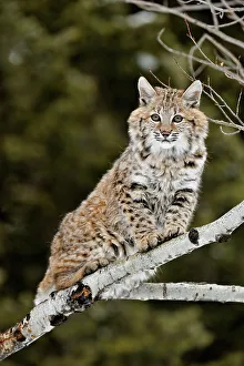 Cute Prints: Bobcat (Lynx rufus) Captive raised, Bozeman, Montana, USA