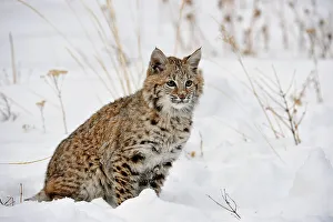 Moving Prints: Bobcat (Lynx rufus) Captive raised, Bozeman, Montana, USA