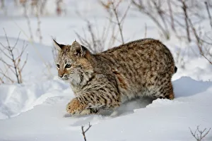Moving Prints: Bobcat (Lynx rufus) Captive raised, Bozeman, Montana, USA