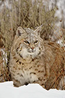 Moving Prints: Bobcat (Lynx rufus) Captive raised, Bozeman, Montana, USA