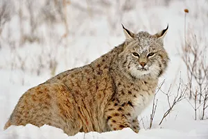 Moving Prints: Bobcat (Lynx rufus) Captive raised, Bozeman, Montana, USA