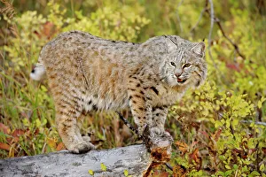 Moving Prints: Bobcat (Lynx rufus) Captive raised, Bozeman, Montana, USA