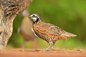Camouflage Prints: Bobwhite Quail (Colinus virginianus), Rio Grande City, Texas, USA