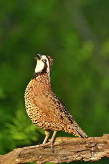Camouflage Prints: Bobwhite Quail (Colinus virginianus), Rio Grande City, Texas, USA