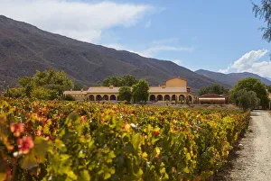 Wine Route Prints: The Bodega Colomewinery estancia and the vineyards in autumn, near Molinos