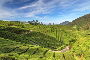 Pahang Prints: BOH Sungai Palas tea plantation, Cameron Highlands, Pahang, Malaysia