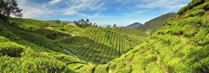 Pahang Prints: BOH Sungai Palas tea plantation, Cameron Highlands, Pahang, Malaysia