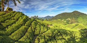 Pahang Prints: BOH Sungai Palas tea plantation, Cameron Highlands, Pahang, Malaysia