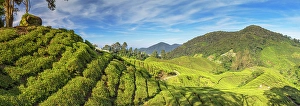 Pahang Prints: BOH Sungai Palas tea plantation, Cameron Highlands, Pahang, Malaysia