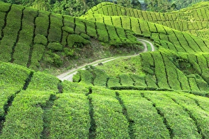 Pahang Prints: BOH Sungai Palas tea plantation, Cameron Highlands, Pahang, Malaysia