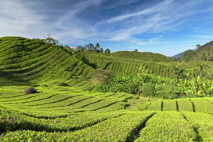 Pahang Prints: BOH Sungai Palas tea plantation, Cameron Highlands, Pahang, Malaysia