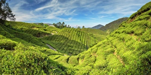 Pahang Prints: BOH Sungai Palas tea plantation, Cameron Highlands, Pahang, Malaysia