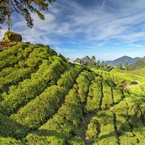 Pahang Prints: BOH Sungai Palas tea plantation, Cameron Highlands, Pahang, Malaysia