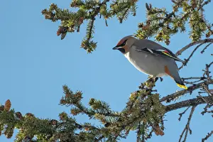 Spruce Tree Prints: Bohemian waxwing (Bombycilla garrulus) in spruce tree (evergreen)