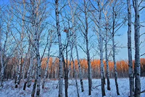 Bois des Esprits in the Seine River Forest at sunset, Winnipeg, Manitoba, Canada