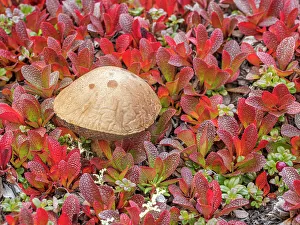 Daytime Prints: Bolete mushroom on the autumn tundra, Nunavik, Quebec, Canada