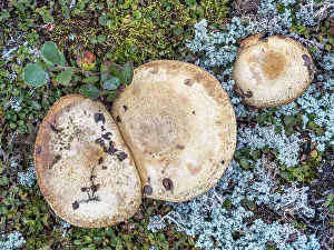 Abstract Image Prints: Bolete Mushroom on tundra, Nunavik, Quebec, Canada