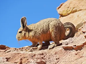 Bolivia, Potosi Departmant, Nor Lipez Province, Viscacha (Lagidium viscacia) in