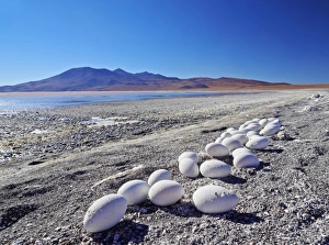 Andes Collection: Bolivia, Potosi Departmant, Sur Lipez Province, Eduardo Avaroa Andean Fauna National Reserve