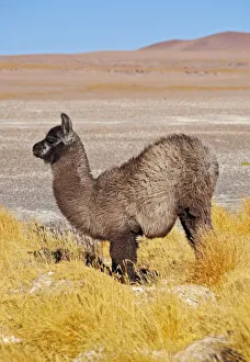 Bolivia, Potosi Departmant, Sur Lipez Province, Eduardo Avaroa Andean Fauna National
