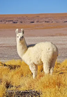 Bolivia, Potosi Departmant, Sur Lipez Province, Eduardo Avaroa Andean Fauna National