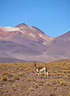 Bolivia, Potosi Departmant, Sur Lipez Province, Vicuna(Vicugna vicugna) in the Eduardo