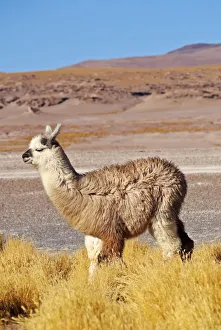 Bolivia, Potosi Departmant, Sur Lipez Province, Eduardo Avaroa Andean Fauna National