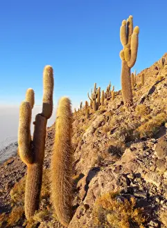 Bolivia, Potosi Department, Daniel Campos Province, Salar de Uyuni, View of the Incahuasi