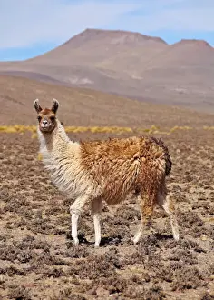 Potosi Prints: Bolivia, Potosi Department, Llama in the Sur Lipez Province