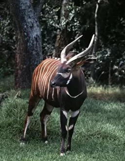 African Antelope Gallery: A Bongo bull in a forest clearing