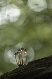 Bokeh Prints: Bonnet mycena (Mycena galericulata) New Forest National Park, Hampshire, England, UK