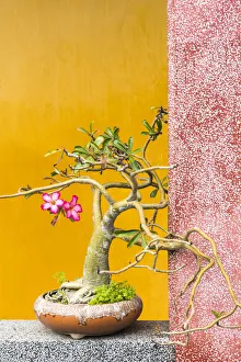 Images Dated 16th April 2019: Bonsai tree in one of the Chinese temples of Hoi An, Vietnam