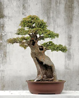 Pines Prints: Bonsai tree, Classical Garden, Suzhou, Jiangsu, China