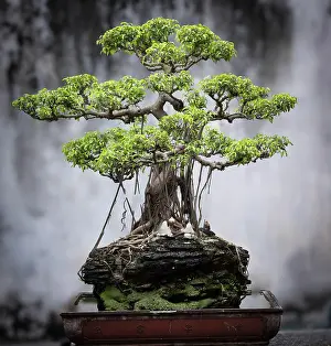 Miniature Prints: Bonsai tree, Temple of Literature, Hanoi, North Vietnam, Asia