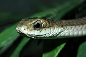 Snake Prints: Boomslang (Dispholidus typus) - captive, Ontario, Canada