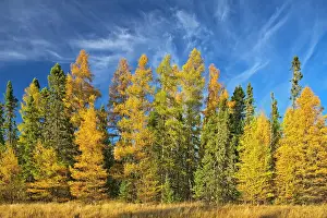 Evergreen Prints: Boreal forest of Black spruce (Picea mariana) and eastern larch / tamarack (Larix laricina) in autumn color Ear Falls